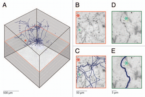 Figure 1 Semi-automated reconstruction of a Layer 5 pyramidal neuron filled with biocytin in vivo. (A) Mosaic scanning and subsequent serial reconstruction is performed on consecutive 100 µm thick tangential sections, which results in high resolution 3D images representing cubic millimeters of cortical volumes. The consecutive slices are aligned by using blood vessels that run perpendicular to the cortical surface. (B) Magnification of the area indicated by the asterisk. Note the abundant axons running through this area. (C) Automated detection of biocytin labeled processes allows fast and reliable reconstruction of axonal morphology. Axonal reconstructions from additional Z values are also visible in this part. (D) Example images of a single axonal branch labeled with biocytin and (E) the subsequent automated reconstruction.
