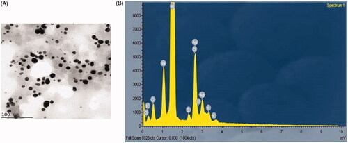 Figure 3. (A) Transmission electron microscopy (TEM) and (B) energy dispersive X-ray (EDX) and analysis silver nanoparticles synthesized from Salvia miltiorrhiza.