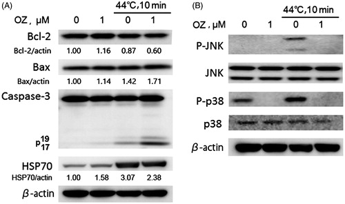 Figure 4. Assessment of cell death related proteins. After 12 h incubation, protein was extracted from the cells and western blot analysis was performed to detect the expressions of diverse proteins. (A) Expressions of caspase-3, Bax, Bcl-2, and HSP70 were detected by western blot analysis. The Bcl-2, Bax and HSP70 signals were normalised to the β-actin signals, and the relative ratios are shown below each band. The anti-β-actin antibody was used as an internal control for the western blot analysis. (B) Expressions of MAPK pathway-related proteins such as p-JNK, JNK, p-p38, p38 were detected by western blot analysis 1 h after treatment.