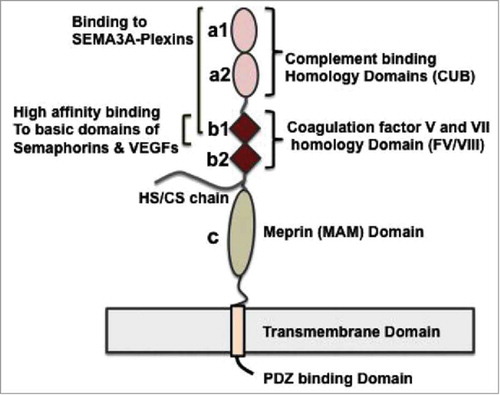 Figure 2. Schematic diagram of structure and binding characteristics of Neuropilins. NRPs are ∼ 920 residue, 130 kDa glycoproteins of the plasma membrane. The receptors consist of an extracellular domain (EC, including the ligand binding site), transmembrane domain (TM), and a short intracellular (IC) domain. The EC domain consists of two CUB calcium-binding homology domains (a1 and a2), two coagulation factor V and VII homology domains (b1 and b2) and a MAM (meprin) domain (c) critical for receptor dimerization. The b1/b2 and a1/a2 domains mediate the high-affinity binding of NRPs to their ligands – the VEGFs and the class 3 semaphorinsCitation62. The NRP cytoplasmic domain has 40 residues and allows binding of the PDZ domain-containing protein GIPC1 (or synectin)Citation49. NRP1 can form ligand-independent homodimersCitation29, and heterodimers with NRP2Citation63-Citation65 and with VEGFR2Citation48,Citation49 in the cellular plasma membrane. NRP1 (but not NRP2) has one covalent GAG (HS/CS) attachment in the EC domain at Serine 612Citation30 (conserved across speciesCitation66); The GAG modification of NRP1 enhances VEGFR2 signaling in endothelial cells by multiple mechanisms, including enhancement of VEGF-A165a binding and delayed degradation of VEGFR2 bound to VEGFCitation30.