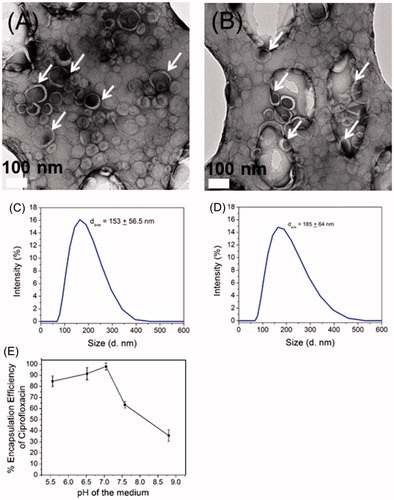 Figure 2. TEM images of (A) LTSL and (B) HTSL nanoparticles loaded with ciprofloxacin (arrow indicates liposomes) and size distribution curve of (C) LTSL and (D) HTSL measured with MQ water and (E) pH dependence of ciprofloxacin encapsulation by remote loading in LTSL nanoparticle in PBS.