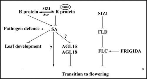 Figure 1 Model of how SUMO conjugation and deconjugation regulate plant development in Arabidopsis. SIZ1 and Avr proteins regulate biosynthesis and accumulation of SA, a plant stress hormone that is involved in plant innate immunity, leaf development and regulation of flowering time. SA promotes transition to flowering may through AGL15/AGL18 dependent and independent pathways. FLC expression is activated by FRIGIDA but repressed by the autonomous pathway gene FLD, and SIZ1-mediated sumoylation of FLD represses its activity. Lines with arrows indicate upregulation (activation), and those with bars identify downregulation (repression).