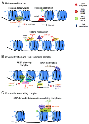 Figure 2. Molecular mechanisms of the epigenetic-miRNAs regulatory network associated with chromatin remodeling during neurogenesis. (A) Histone modifications are mediated by acetylation, deacetylation and methylation. HATs relax chromatin structure and facilitate transcription, while HDACs increase chromatin condensation and repress transcription. miR-9 and let-7 regulate the expression of the transcription factor TLX that directly recruits HDACs in order to mediate p21 and Pten gene repression in NSCs. miR-137 has emerged as an important regulator of histone methylation regulatory pathway by targeting the demethylase, LSD1, and the H3K27 methyltransferase, Ezh2. miR-137-Ezh2 network might be associated in balancing gene-specific bivalent domains in NSCs.Citation2 (B) DNA methylation is associated with transcriptional repression and negative regulation of several brain-enriched miRNAs. The transcriptional repressor MBD protein, MeCP2, binds to methylated genes in order to silence genes. MeCP2 has been identified as a target of miR-132 in neurons. The transcription factor REST regulates the expression of brain-enriched miR-9/9* and miR-124. miR-9/9* act as a negative feedback regulatory loop on REST silencing complex. (C) ATP-dependent chromatin remodeling complex alter the chromatin structure in order to regulate NSC fate determination. BAF53a expression levels are regulated by miR-124 and miR-9* during the transition between NSCs proliferation to differentiated post-mitotic neuron.Citation122