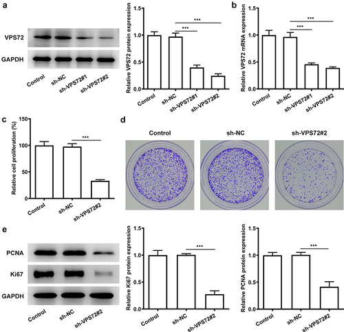 Figure 2. VPS72 knockdown inhibited the proliferation of HuH7 cells. (a-b) Protein and mRNA expression levels of VPS72 in HuH7 cells were tested by western blot and RT-qPCR in the groups of control, sh-NC, and sh-VPS72#1/2. (c) The proliferation of HuH7 cells was detected by means of CCK-8 in the groups of control, sh-NC, and sh-VPS72#2. (d) Cell proliferation was examined by colony formation assay in HuH7 cells in the groups of control, sh-NC, and sh-VPS72#2. (e) Protein expression levels of MMP2 and MMP9 in HuH7 cells were detected by western blot in HuH7 cells in the groups of control, sh-NC, and sh-VPS72#2. Data were obtained from three independent experiments and expressed as mean ± standard deviation (SD). ***P < 0.001.