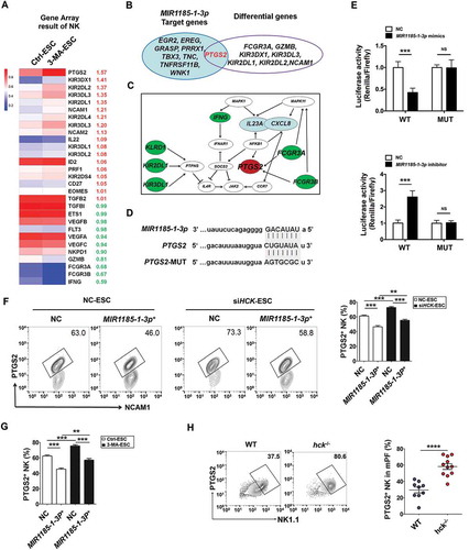 Figure 9. The autophagy and HCK signaling of ESCs are involved in regulating the PTGS2 level in NK cells by MIR1185-1-3p. . (a) The NK function-related genes in NK cells cocultured with Ctrl-ESC and 3-MA-ESC by Human Gene 2.0 ST Array. (b) The intersection analysis between differential genes in NK cells (coculture with Ctrl-ESC or 3-MA-ESC) and predicted target genes (i.e. EGR2, EREG and PTGS2) of MIR1185-1-3p. (c) The bioinformatics analysis (KEGG database-derived Signal net) about the relationship between PTGS2 (COX-2), FCGR3, CXCL8 and IL23A. (d,e) The relative luciferase activity of PTGS2 in HEK-293T cells was analyzed by a dual luciferase reporter assay, after cotransfection with plasmids (NC, MIR1185-1-3p mimics, MIR1185-1-3p inhibitor) and luciferase reporter plasmids (PTGS2-Luc [WT], PTGS2 mutation-Luc [MUT]) (Student t test). (f) FCM analysis of PTGS2 level in NC NK cells (n = 6) and MIR1185-1-3p + NK cells (n = 6) after coculture with Ctrl-ESC or siHCK-ESC (one-way ANOVA). (g) FCM analysis of PTGS2 level in NC NK cells (n = 6) and MIR1185-1-3p +NK cells (n = 6) after coculture with NC ESC or 3-MA-ESC (one-way ANOVA). (h) FCM analysis of PTGS2 level in NK cells of PF from WT (n = 9 mice/group) and hck−/- (n = 10 mice/group) EMS mice by FCM (Student t test). MIR1185-1-3p mimics, HsMIR1185-1-3p mimics; MIR1185-1-3p inhibitor, HsMIR1185-1-3p inhibitor. Data are expressed as the mean± SEM. **P < 0.01, ***P < 0.001 and ****P < 0.0001.