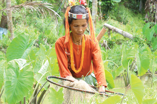 Figure 4. A taro garden is gendered space where women cultivate, manage, and harvest taro and occasionally gather small fish, shrimps and frogs.