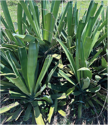 Figure 1. Actual agave sisalana plant in South Africa Limpopo Vhembe district.