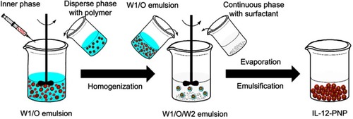 Figure 1 Preparation of IL-12 loaded nanoparticles (IL-12-PNP). IL-12-PNP was prepared by the double emulsion method. In brief, the initial W1/O (water/oil) emulsion was prepared by dispersing the inner phase (IL-12 solution) via sonication into the disperse phase with ethyl acetate solution dissolved in PLGA polymer. The W1/O emulsion was injected into PVA solution to form the W1/O/W2 emulsion which was then mechanically stirred to evaporate the organic solvent, washed, and freeze-dried to yield the final nanoparticles.