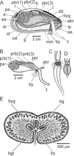 Figure 7. Modiolus modiolus. (A) The structure of the visceral mass after removal of the right shell valve, mantle lobe and ctenidium; (B) the visceral mass, foot and musculature as seen from the right side; (C) the extended foot as seen from the posterior aspect; (D) a contracted foot, also seen from the posterior aspect; and (E) a transverse section through the foot (for abbreviations see Functional morphology section).