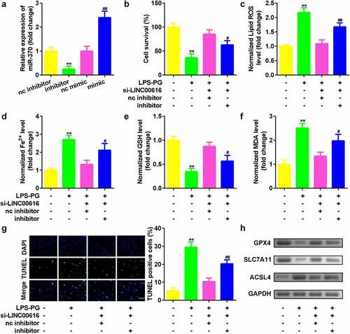 Figure 4. Suppression of miR-370 reversed the effects of LINC00616 on cell viability, and ferroptosis in PDLSCs treated with LPS-PG. (a) qRT-PCR analyses of miR-370 expression levels. (b) Cell viability is measured using an MTT assay after cotransfection in LPS-PG treated PDLSCs. (c-f) Levels of ROS, Fe2+, GSH, and MDA in PDLSCs treated with LPS-PG after cotransfection. (g) Images and quantized bar chart of TUNEL stained cells. (h) Expression of GPX4, SLC7A11, and ACSL4 proteins detected by western blotting.