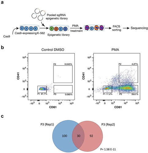 Figure 1. CRISPR-Cas9 screening for epigenetic factors. (a) Schematic overview for CRISPR-Cas9 screen in K-562 cells. Cas-9 expressing K-562 cells were transduced with chromatin-UMI library. Cells were treated with 5 nM PMA for 72 h, sorted and sequenced (n = 2). (b) Representative Flow cytometry chart for CRISPR-Cas9-K-562 cells after 5 nM PMA treatment for 72 h. Treated cells were sorted for CD61 and CD41 with three different gatings: P1 (CD61/CD41−), P2 (CD61/CD41++), and P3 (CD61+). (c) Venn diagram graph shows significant (Hypogeometric distribution P = 1.58 E-11) overlap of enriched sgRNAs between two biological replicates of the CRISPR-Cas9 screens.