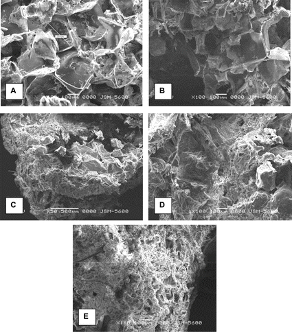 Figure 5 SEM images of sponge implants: (A) new prepared [AC5.0]; (B) new prepared [AC2.5]; (C) 10 weeks post-implantation [AC2.5]; (D) 30 weeks post-implantation [AC2.5]; (E) 60 weeks post-implantation [AC2.5].