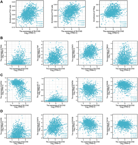 Figure 4 (A) Correlation between SLC7A5 expression and three types of infiltrating immune cells: Th1, Th2, and Treg cells. The relationship between the SLC7A5 expression and specific cell surface markers of Th1 (B), Th2 (C), and Treg (D) cells.