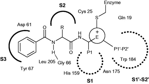 Figure 2. Key binding features of active sites in Cat K.