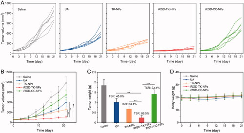 Figure 7. In vivo therapeutics of UA formulations. (A, B) Tumor volume changes of SGC 7901 xenografted mice after treatment with saline, UA, TK-NPs, iRGD-TK-NPs, and iRGD-CC-NPs (n= 6). (C) Tumor weight and tumor suppression ratio of SGC 7901 xenografted mice after treatment with saline, UA, TK-NPs, iRGD-TK-NPs, and iRGD-CC-NPs (n= 6). (D) Bodyweight changes in mice after therapy with saline, UA, TK-NPs, iRGD-TK-NPs, and iRGD-CC-NPs (n= 6).