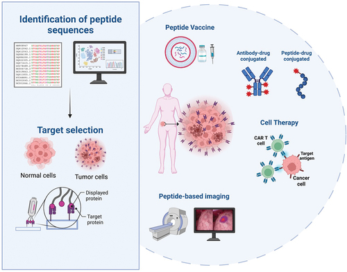 Figure 1. Screening and identification of peptide candidates for cancer therapy. Different applications of peptides in cancer therapy include vaccines, antibody–drug conjugate, peptide–drug conjugate, cell therapy, and probes for tumor diagnosis and imaging.
