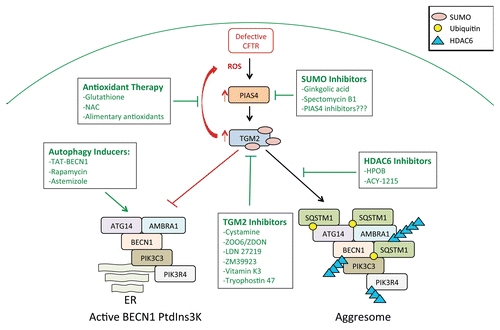 Figure 2. Autophagy restoration therapy for CF-associated lung infections. Mutations in CFTR/cystic fibrosis transmembrane conductance regulator result in uncontrolled production of ROS and activation of PIAS4/protein inhibitor of activated STAT, 4 which leads to SUMOylation of TGM2/transglutaminase 2. This post-translational modification results in increased protein stability and activity which drives functional sequestration of BECN1/Beclin 1 in HDAC6/histone deacetylase-6 positive aggresomes resulting in defective autophagy. Aberrant TGM2 activity also perpetuates ROS production resulting in a feedback loop ensuring further activation of TGM2. Therapeutic interventions aimed at restoring autophagy in the airways of CF patients can target multiple facets of this pathway including: 1) Antioxidant therapy to reduce ROS production and disrupt feedback activation of TGM2. 2) Direct autophagy induction to force available BECN1 into active PtdIns3K complexes. 3) TGM2 inhibitors to prevent crosslinking and functional sequestration of BECN1. 4) SUMO or PIAS4 inhibitors to decrease stability and activity of TGM2. 5) Aggresome/HDAC6 inhibitors to prevent the formation of BECN1 containing aggresomes.
