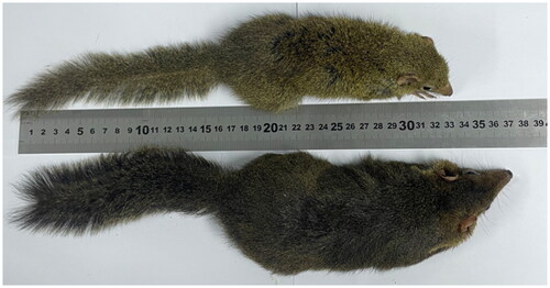 Figure 1. Photograph of T.b. chinensis and T.b. yaoshanensis. T.b. chinensis is located above the ruler, and T.b. yaoshanensis is located below the ruler. This picture was taken by the authors.