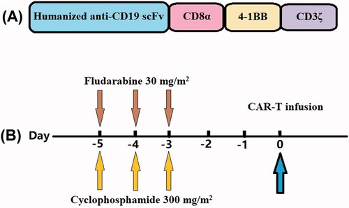 Figure 1. Structure and infusion of humanized anti-CD19 CAR T-cells. (A) CAR T-cells were composed of a humanized anti-CD19 antigen-binding region (scFv), CD8-α hinge, and a transmembrane domain, the 4-1BB-CD3ζ costimulatory-activation domain. (B) Participants received a lymphodepletion therapy regimen (fludarabine 30 mg/m2 and cyclophosphamide 300 mg/m2) from four to two days before receiving anti-CD19 CAR T-cell therapy.