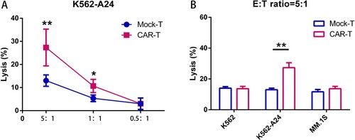 Figure 3. WT1 CAR-T cells react to tumor cell lines endogenously expressing WT1 in an HLA-A*2402–restricted manner. (A) CAR T cells cocultured with K562-A24 cells in triplicate at the indicated E:T ratios. Cytotoxicity was measured using a CytoTox® 96 Non-Radioactive Cytotoxicity assay kit. All data are shown as means ± SD. *P < 0.05, and **P < 0.01. (B) CAR T cells cocultured with K562, K562-A24 or MM.1S cells at an E:T (Effector:Target) ratio of 5:1 for 24 h. Supernatants were collected to detect cytotoxic activity. *P < 0.05, and **P < 0.01.