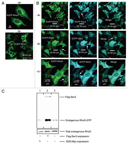 Figure 6 Sec3 induces TNT-like membrane protrusions and increases the level of RhoG-GTP in MDCK cells. (A) EGFP-RhoG localizes to perinuclear structures, to vesicles and to the plasma membrane where it induces membrane ruffles (images a and b). (B) Co-expression of ECFP-Sec3 with EGFP-RhoG induces TNT-like structures in MDCK cells. EGFP-RhoG and ECFP-Sec3 co-localize at perinuclear structures, at tubulovesicular cytoplasmic structures and in TNT-like protrusions connecting neighboring cells (arrows in a–c). Scale bars in µm as indicated. (C) Transient expression of Flag-Sec3 in MDCK cells increases the level of GTP-bound endogenous RhoG. Endogenous RhoG activity in lysed MDCK cells was measured in supernatants after centrifugation at 10,000x g by pull-down assays using GST-ELMO and normalized to total endogenous RhoG (relative levels of active RhoG). Western blots showing the active RhoG levels: (lane 1) MDCK cells transiently expressing GDI3 show very low levels of active endogenous RhoG-GTP; (lane 2) MDCK cells transiently expressing Flag-Sec3 show a 15-fold increase of endogenous RhoG-GTP compared to the relative RhoG-GTP levels in non-transfected MDCK cells; (lane 3) non-transfected MDCK cells show low level of RhoG-GTP. Flag-Sec3 and endogenous RhoG are highlighted in western blots, using a mixture of anti-Flag and anti-RhoG antibodies.