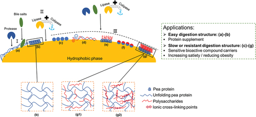 Figure 3. Overview of the effects of emulsion and gel structures in pea protein-based matrix on protein/hydrophobic phase digestion and potential applications. I: monolayer emulsifiers (proteins) are replaced by bile salts and are accessible to lipid hydrolysis sites; II: colipase anchors lipase to the hydrophobic droplet interface; III: stable colloidal particles or multilayer structures hinders proteases accessibility, bile salts replacement and lipase-colipase adsorption. Interfacial structures: (a) single layer protein structure; (b) single protein gel; (c) protein colloidal particle; (d) protein-polysaccharide complex coacervation; (e) protein-polysaccharide covalent/non-covalent interactions; (f) protein-polysaccharide colloidal particle; (g1) protein-polysaccharide gel; (g2) protein-polysaccharide-ion gels (adapted from[Citation173,Citation189] with permission).