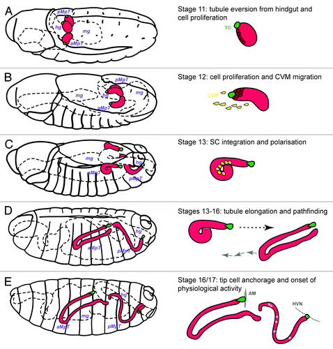 Figure 2. Embryonic development of Drosophila Malpighian tubules A, Stage 11 (5h15–7h15) MpTs grow out as two then four small buds. Cell division occurs synchronously in all tubule cells and then in a subset of tubule cells regulated by Wingless. (B) Stage 12 (7h15–9h15) cell proliferation continues in a subset of tubule cell regulated by the EGF secretion from the tip cell (green cell) and sibling cell (not highlighted). The caudal visceral mesoderm (yellow cells) migrate toward the tubule. (C) Stage 13 (9h15–10h15) Cell division is complete. Stellate cells integrate into the tubule epithelium and develop apico-basal polarity. (D) Stages 13–16 (10h15–13h) Tubule elongation takes place by cell intercalation. MpTs migrate through the body cavity following highly stereotypical routes. (E) Stages 16/17 (13h-22h) the tip cell locates and anchors to its final position [alary muscle (AM) for anterior tubules and hindgut visceral nerve (HVN) for posterior tubules]. The onset of physiological activity becomes apparent as white crystals of uric acid appear in the lumen of the posterior MpTs.