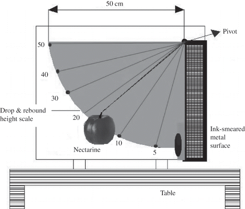 Figure 1 Pendulum impactor for impact tests of the nectarines.