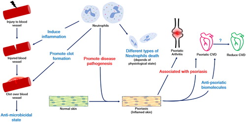 Figure 1. Immunity and auto-immune disease.