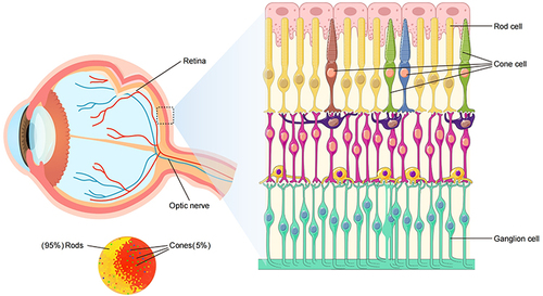 Figure 1 Illustration of retinal photoreceptors.