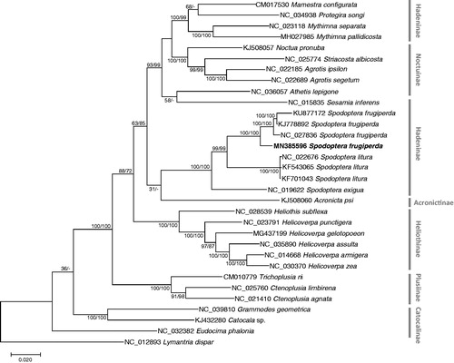 Figure 1. Maximum likelihood (bootstrap repeat is 1000) and neighbor-joining (bootstrap repeat is 10,000) phylogenetic tree of all Spodoptera mitochondrial genomes: Spodoptera frugiperda (MN385596: this study, NC_027836, KJ778892, and KU877172), Spodoptera exigua (NC_019622), Spodoptera litura (NC_022676, KF701043, and KU877172), 23 Noctuidae species: Acronicta psi (KJ508060), Agrotis ipsilon (NC_022185), Agrotis segetum (NC_022689), Athetis lepigone (NC_036057), Catocala sp. (KJ432280), Ctenoplusia agnate (NC_021410), Ctenoplusia limbirena (NC_025760), Eudocima phalonia (NC_032382), Grammodes geometrica (NC_039810), Helicoverpa armigera (NC_014668), Helicoverpa assulta (NC_035890), Helicoverpa gelotopoeon MG437199), Helicoverpa punctigera (NC_023791), Helicoverpa zea (NC_030370), Heliothis subflexa (NC_028539), Mamestra configurata (CM017530), Mythimna pallidicosta (MH027985), Mythimna separata (NC_023118), Noctua pronuba (KJ508057), Protegira songi (NC_034938), Sesamia inferens (NC_015835), Striacosta albicosta (NC_025774), Trichoplusia ni (CM010779), and Lymantria dispar (NC_012893) as an outgroup. Phylogenetic tree was drawn based on maximum likelihood phylogenetic tree. The numbers above branches indicate bootstrap support values of maximum likelihood and neighbor joining phylogenetic trees, respectively.