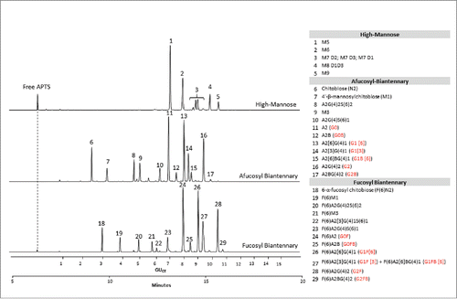 Figure 2. CE-LIF analysis of APTS-labeled partitioned N-glycan libraries of high-mannose (upper trace), fucosyl biantennary (lower trace) and afucosyl biantennary (middle trace) structures. All identified N-glycan structures are listed in the right panel with their Oxford notation.Citation9 Commonly used names (highlighted by red in brackets) are also given for structures that can usually be found on therapeutic antibodies.