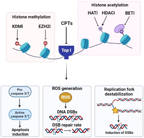 Figure 3. Effect of targeting histone modifying enzymes on cellular response to CPTs. Gene deletion or inhibition of HATs, inhibition of histone deacetylation by HDACi or inhibiting BET, KDMs and EZH2 result in higher DNA damage levels, ROS generation, increase in caspase 3/7 activity and apoptosis induction. KDMi: histone lysine demethylase inhibitor; EZH2i: histone-lysine N-methyltransferase enzyme enhancer of zeste homolog 2 inhibitor; CPTs: camptothecins; Top I: topoisomerase I; HATi: histone acetyltransferase inhibitor; HDACi: histone deacetylase inhibitor; BETi: bromodomain and extraterminal domain inhibitor; DSBs: double strand breaks; ROS: reactive oxygen species.