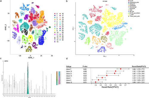 Figure 6. Analysis of the KRT81’s distribution in the cell subtypes by scRNA-seq GSE176078 dataset. (a, b) Visualization of cell clustering and annotation by t-SNE plots. (c) Expression of KRT81 in the different cell clusters. (d) Analysis of the relationship between the cell clusters and TNBC prognosis by univariate Cox regression.