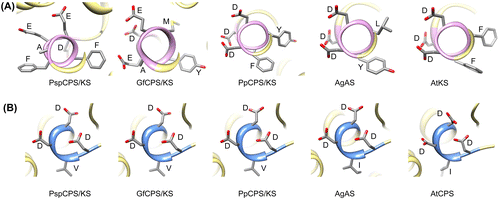 Figure 5. Detailed three-dimensional orientation of aspartate-rich motifs of the investigated enzymes. (A) Motifs with ent-kaurene synthase (KS) activity; (B) motifs with ent-copalyl diphosphate synthase (CPS) activity. Side chains of the amino acids are shown with their single letter codes.