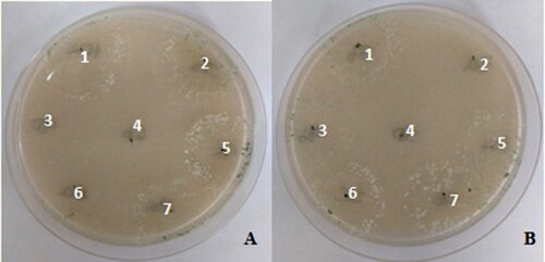 Figure 3. Plates with chitin as carbon source inoculated with Trichoderma strains. A. 1: LBM 206, 2: LBM 198, 3: LBM 205, 4: LBM 201, 5: LBM 203, 6: LBM 202, 7: LBM 193. B. 1: LBM 197, 2: LBM 196, 3: LBM 194, 4: LBM 200, 5: LBM 195, 6: LBM 199, 7: LBM 204. Trichoderma spp. that grown on solid medium were considered positive as chitinase producer. Trichoderma codes: T. asperelloides: LBM 193, LBM 194, LBM 195, LBM197, LBM 198, LBM 204 and LBM 206; T. asperellum: LBM 199 and LBM 203; T. strigosellum: LBM 196, LBM 201 and LBM 205; T. hamatum: LBM 200 and Trichoderma sp.: LBM 202.