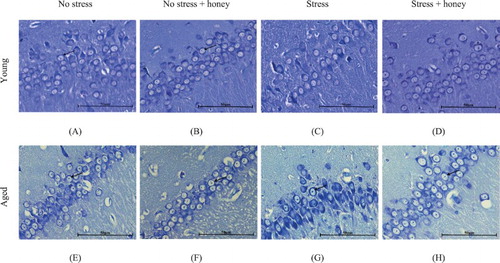 Figure 6. Histology of CA2 hippocampal area. Groups: Young (A) no stress, (B) no stress + honey, (C) stress, (D) stress + honey, and Aged (E) no stress, (F) no stress + honey, (G) stress, (H) stress + honey. The arrows indicate the cells of interest (Nissl staining × 400, scale bar: 50 μm).