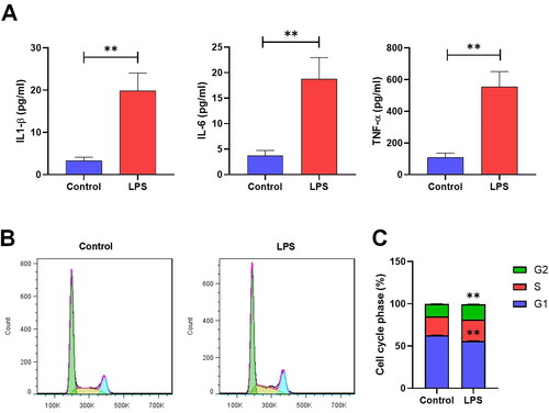 Figure 2. The level of inflammation and proliferation in MMCs. (A) ELISA assay measuring the concentration of IL-1β, IL-6, and TNF-α in the supernatant of MMC cells (*p < 0.05, **p < 0.01). (B,C) Flow cytometry identifying the phase of the cell cycles (*p < 0.05, **p < 0.01).