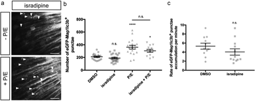 Figure 5. Isradipine does not induce autophagosome formation nor alter autophagic flux. (a) Representative maximum confocal projections of the optic tectum regions of 3-dpf larvae that underwent indicated treatment for 24 h. Scale bars: 10 μm. (b) Quantification of the numbers of eGFP-Map1lc3b-positive puncta in the optic tectum of 3-dpf larvae that underwent indicated treatment for 24 h; mean ± s.e.m. shown; n ≥ 12 for each group. ****p < 0.0001, *p < 0.05, p > 0.05 (n.s.), one-way ANOVA with Tukey’s multiple comparison analysis (GraphPad Prism). (c) Quantification of rate of eGFP-Map1lc3b-positive puncta accumulation in the optic tectum of 3-dpf larvae that underwent indicated treatment for 24 h over 60 min; mean ± s.e.m. shown; n ≥ 11 for each group. p > 0.05 (n.s.), two-tailed unpaired t test (GraphPad Prism) .