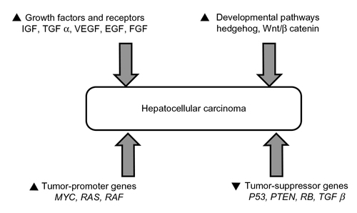 Figure 2 Pathways involved in the development of hepatocellular carcinoma.
