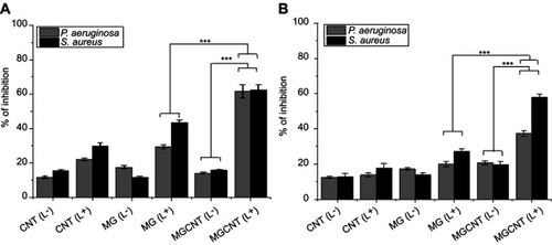 Figure 5 (A) Reduction in the cell viability of P. aeruginosa and S. aureus after aPDT treatment. (B) Reduction in exopolysaccharides of P. aeruginosa and S. aureus after aPDT. Non-irradiated and irradiated cells are represented by (L−) and (L+), respectively. Asterisks (***) represent the statistical significance between the respective dark control and the free dye and nanocomposite (P-value <0.001).