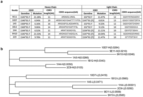 Figure 6. Genetic analysis of the isolated RmAbs. (a) Mutations in the variable regions, joining regions, and CDR3 regions of the heavy and light chains of RmAbs compared to their germline gene sequences. (b) a phylogenetic tree was constructed using the maximum-likelihood method for the heavy chain (above) and light chain (below) of seven neutralizing RmAbs. Branch lengths are scaled to visualize sequence diversification.