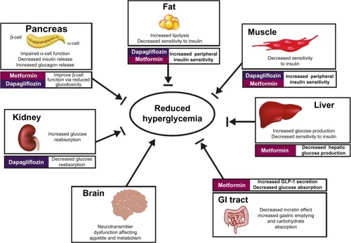 Figure 1 Mechanisms involved in hyperglycemia in T2D and site of action of metformin and dapagliflozin.