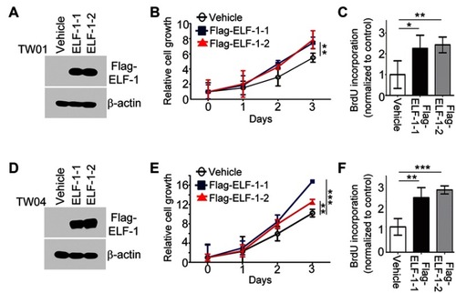 Figure 1 ELF-1 overexpression promoted NPC proliferation. (A and D) Western blot analyzed the ELF-1 expression in ELF-1-TW01 and ELF-1-TW04 cells. β-actin was used as the loading control. (B and E) Cell growth of ELF-1 NPC transfectants was assayed using the MTT assay. (C and F) The BrdU incorporation assay was performed to assess the proliferation of ELF-1 transfectants and the vehicle control. The results are expressed as the mean±SD of triplicate wells in three independent experiments. *p<0.05; **p<0.01; ***p<0.001.Abbreviations: BrdU, bromodeoxyuridine; MTT, 3-(4,5-Dimethylthiazol-2-yl)-2,5-diphenyltetrazolium bromide; NPC, nasopharyngeal carcinoma; SD, standard deviation.