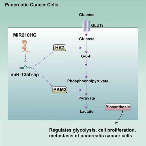 Figure 8. A schematic graph of possible mechanism. MIR210HG could affect the phenotypes of pancreatic cancer cells, including proliferation, invasion, migration, and glycolysis, through the miR-125b-5p/HK2/PKM2 axis