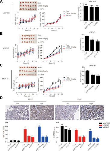 Figure 5 USP8 inhibitor inhibits gastric cancer tumors growth in xenograft model. (A) USP8 inhibitor and si-USP8 cells were injected in MGC-803 group, which used as the control group. USP8 inhibitor and si-USP8 in NCI-N87 (B) and MKN-45 (C) cells. Bar graph represents the results of the average tumor weight (presented as the mean ± standard deviation). *P<0.05. (D) HER-3 and Ki-67 expression levels in tumor from mice bearing MGC-803, NCI-N87 and MKN-45 with USP8 inhibitor and si-USP8 treatment, and immunohistochemical staining (IHC) expression of Ki-67 and HER-3 in them. *P< 0.05.