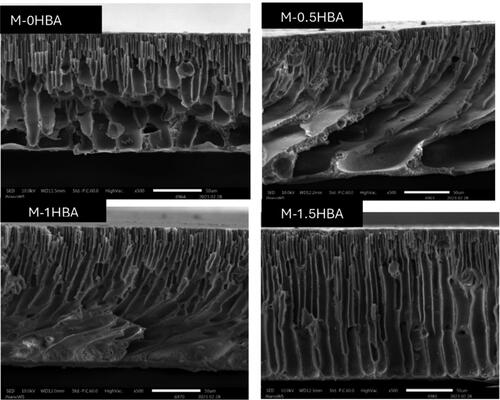 Figure 2. Cross-sectional SEM images of 4-HBA incorporated membranes.