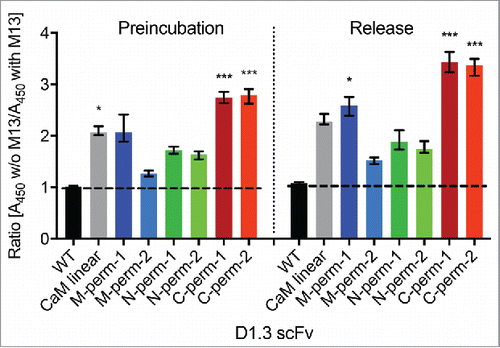 Figure 4. Analysis of M13 peptide dependent binding behavior of anti-lysozyme scFv-CaM-variants by competitive and release ELISA. The amount of bound D1.3 scFv-variants in 2 different buffer setups (with calcium vs. with calcium and M13) and 2 different ELISA systems (preincubation vs. release) was compared. The ratio of A450-values obtained for the different buffer setups is displayed in the figure, where a ratio > 1 indicates an M13 dependent signal decrease. The mean results with range (indicated by error bars) of 4 independent experiments (n = 4) are shown. Ratios were compared with the corresponding wildtype control via Kruskal-Wallis with Dunn's multiple comparisons test (*p < 0.05; ***p < 0.001). Abbreviations, WT: D1.3 scFv with (G4S)3-linker (wildtype control); CaM linear: D1.3 scFv with linearly cloned calmodulin-linker; w/o: without.