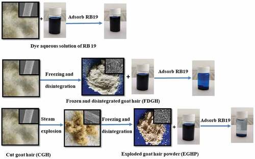 Figure 1. Preparation schematics of the three bio-adsorbents CGH, FDGH and EGHP.