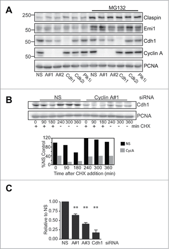 Figure 2. Cyclin A depletion reduces Cdh1 transcript levels. (A) Cells were transfected and synchronised as in A. At 4 h post release cells were treated with or without 20 μM of MG132, Plk1 inhibitor (Plk1i) or Cdk2 inhibitor (Cdk2i) for 3 h. All samples were then collected 7 h post release. Samples were lysed and immunoblotted for the indicated proteins. This is representative of duplicate experiments. (B) HeLa cells were transfected and synchronised as in A, although using only nonsense (NS) and Cyclin A siRNA#1. At 7 h post release when cells were in G2 phase, 10 μg/ml cyclohexamide was added, and washout out 3 h later. Cells were sampled at the indicated times after cyclohexamide addition and immunoblotted for Cdh1, and PCNA as a loading control. (C) Asynchronously growing HeLa cells were transfected with a nonsense control (NS), Cyclin A siRNA #1 or #3, or Cdh1 siRNA. Cells were synchronised with thymidine arrest overnight and released, harvested at 7 h post release when they were in G2 phase and their Cdh1 mRNA content assessed by qRT-PCR. The data are the mean and SEM of four independent experiments and expressed relative to the nonsense control. The level of Cdh1 was quantitated relative to the nonsense control.